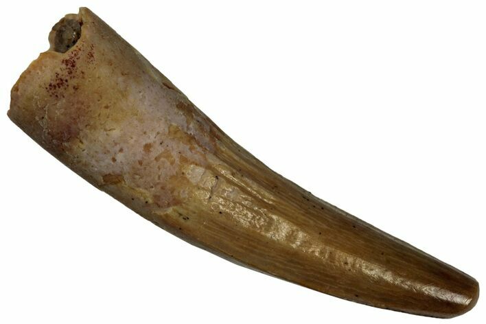 Juvenile Fossil Spinosaurus Tooth - Real Dinosaur Tooth #296982